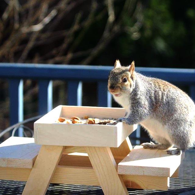 Кормушка для белок из дерева Арахис (ДДБ-000200) - фото 2 Кормушка для белок из дерева Арахис (ДДБ-000200) - фото 2