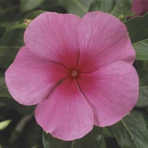 Семена цветов Катарантус SunStorm Rose With Eye Syngenta 1000 шт. (BN00582)