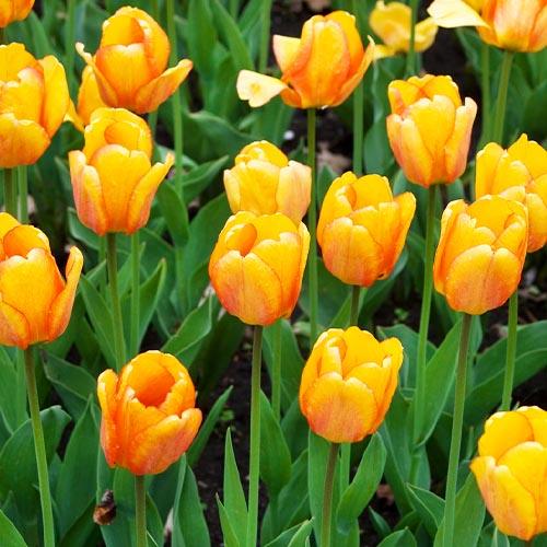 Тюльпан Florium Blushing Apeldoorn (15123) - фото 2 Тюльпан Florium Blushing Apeldoorn (15123) - фото 2