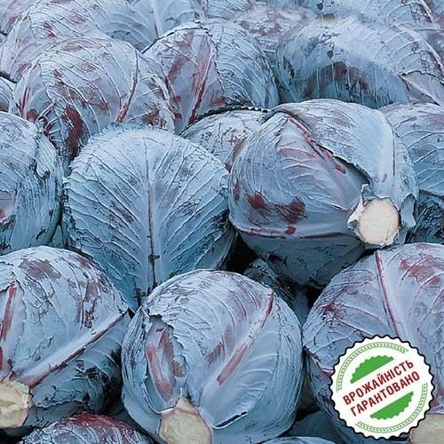 Насіння Капуста Florium Червонокочанна Ауторо F1 (4195) - фото 3 Насіння Капуста Florium Червонокочанна Ауторо F1 (4195) - фото 3