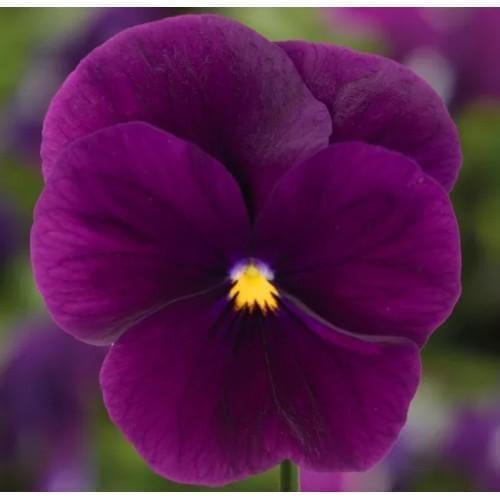 Насіння квітів Віола рогата Syngenta Penny Pro Violet 100 шт. (BN13126-3)