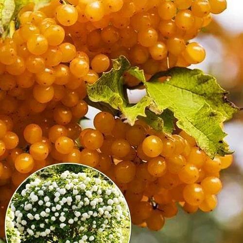 Саджанець Калина Сонце золоте насичено-жовта (49970)