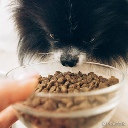 Корм для собак малих порід Practik Daily з Свіжою Телятиною 1 кг (1MBD526) - фото 2 Корм для собак малих порід Practik Daily з Свіжою Телятиною 1 кг (1MBD526) - фото 2