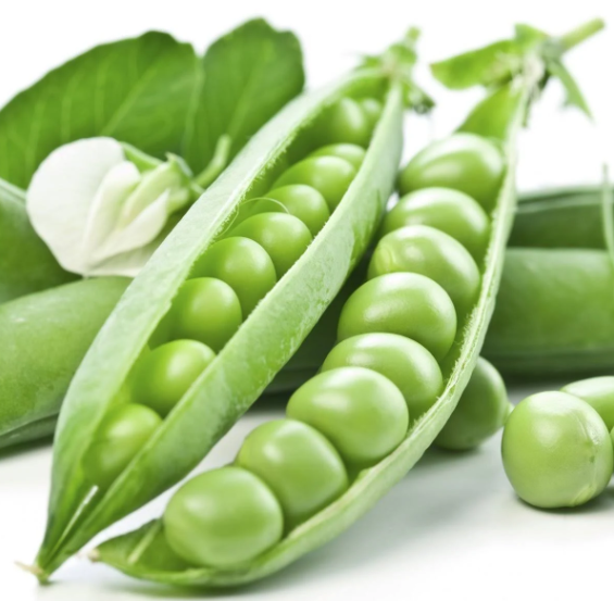 Семена Горох Овочевий Зонда ТД Гекса-Україна 01-03-054 100000 шт. (IR02123)