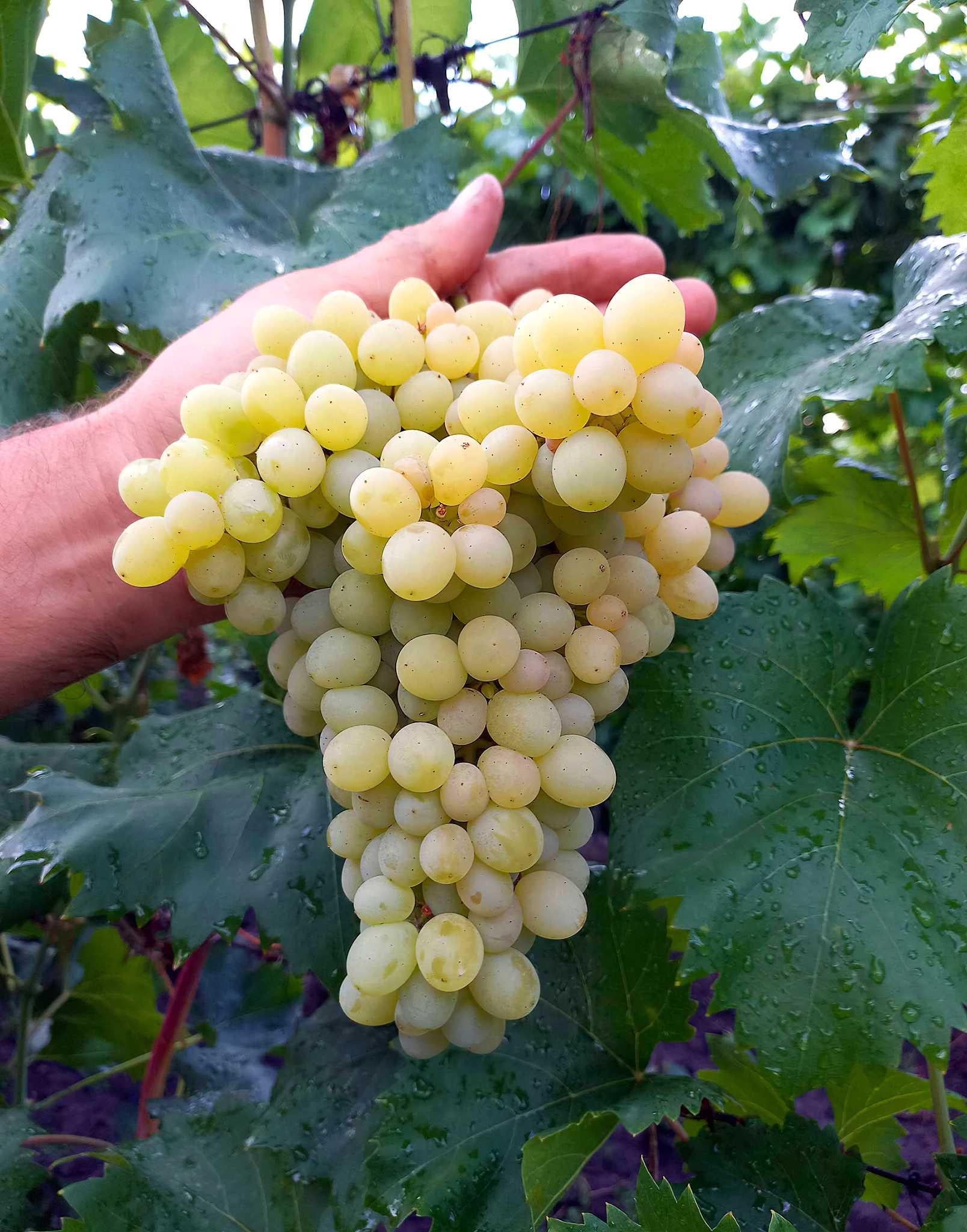 Саженец Виноград Кишмиш 342 1 шт. (38287202)
