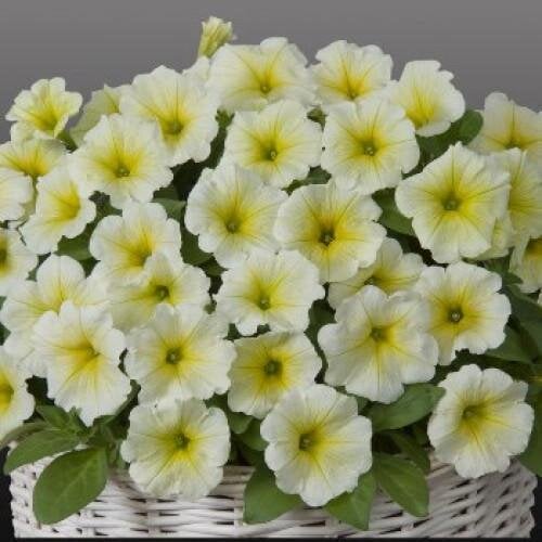 Насіння квітів Петунія ампельна Gioconda F1 Lime Yellow Farao 10 шт. (BN04791-4)