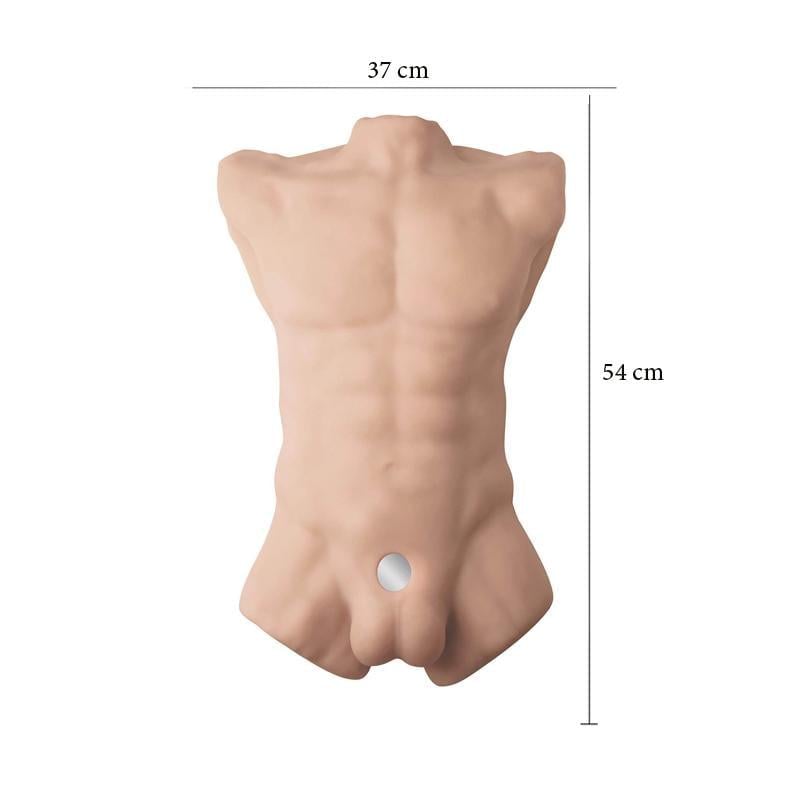 SilexD Apollo L Male Torso  17,8   (40495)     ,