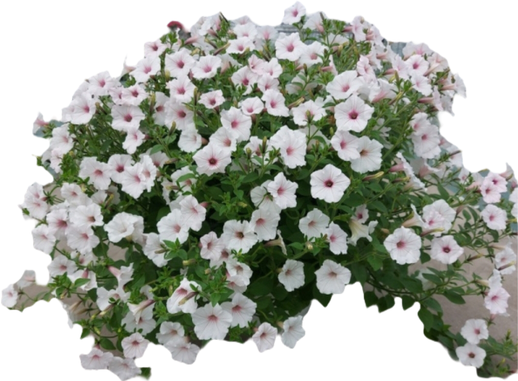 Петуния Vista Silverberry кассетная рассада (2560268974)