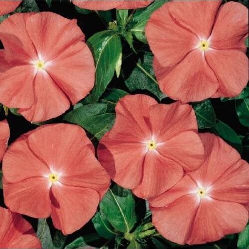 Насіння квітів Катарантус Heatwave Santa Fe Hem Genetics 1000 шт. (BN10413)