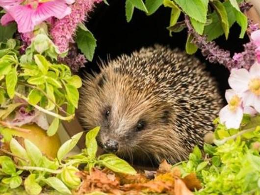 Картина по номерам Josef Otten Животные Ежик 40х50 см в термопакете (5253RA_O-mt)