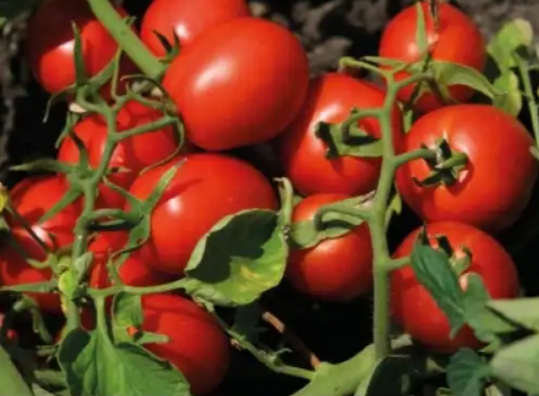 Насіння Томат 6438 F1 ТД Гекса-Україна 25000 шт. 01-25-403 (IR00941) Насіння Томат 6438 F1 ТД Гекса-Україна 25000 шт. 01-25-403 (IR00941)