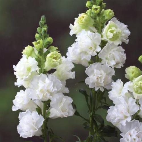 Семена цветов Львиный зев Legend Double F1 White Takii 100 шт. (BN12482-3)