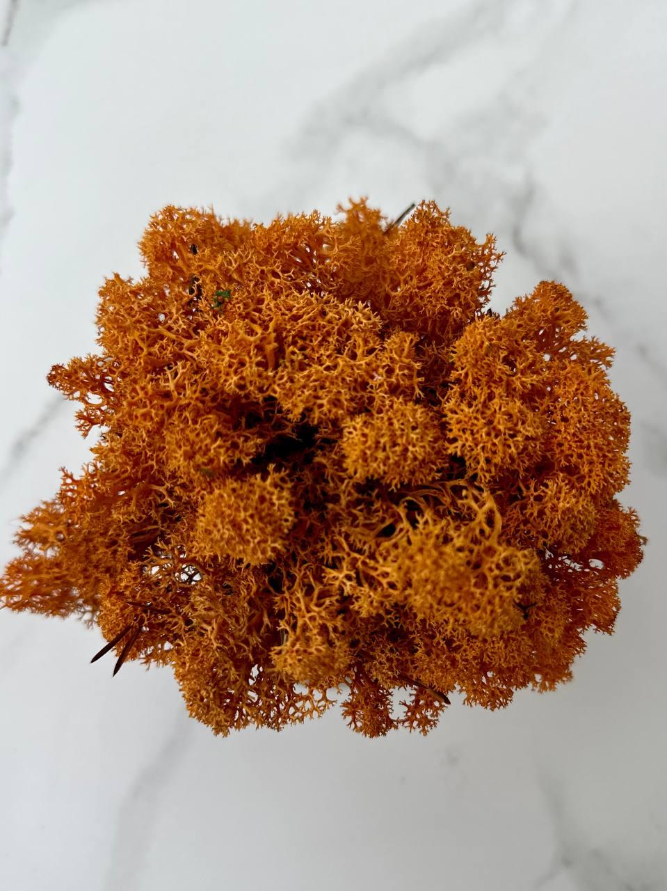 Стабилизированный мох Autumn (20698567) - фото 5 Стабилизированный мох Autumn (20698567) - фото 5