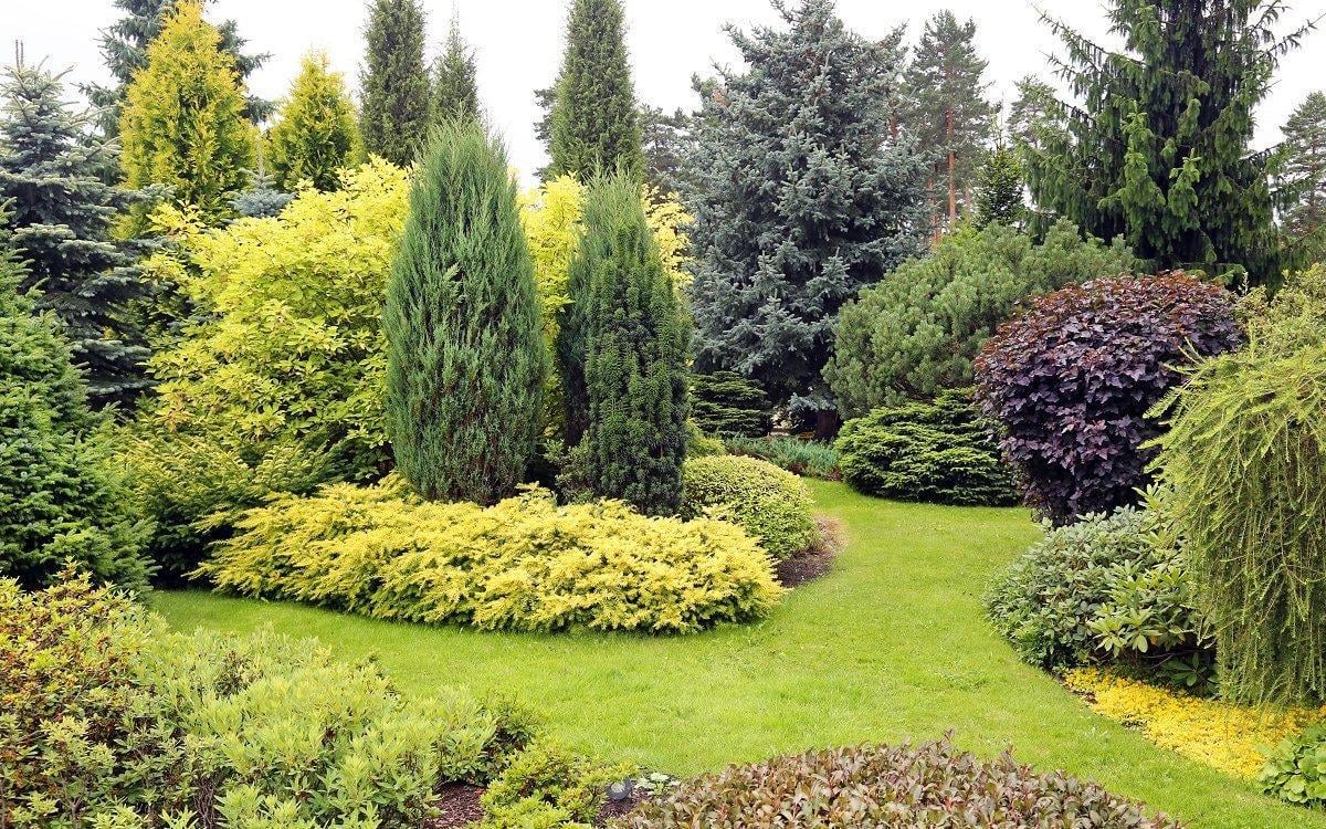 Саженцы туя западная Санкист Sunkist в горшке 2 л - фото 2