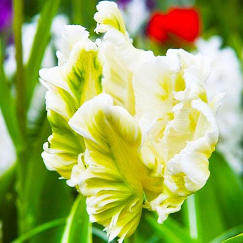 Тюльпан Florium White Parrot (3631)