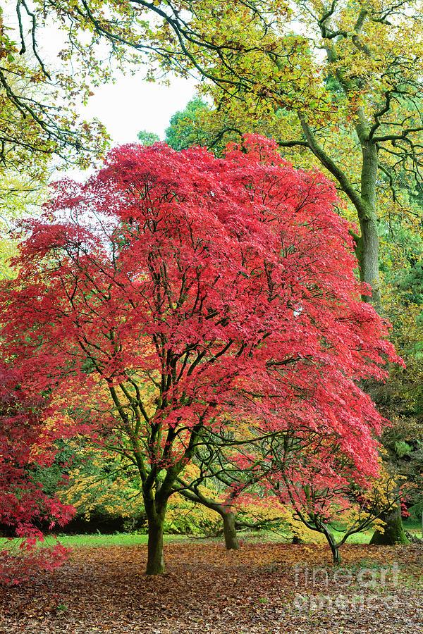 Насіння Клен японський пальмолистий Acer palmatum 10 шт./уп. - фото 3