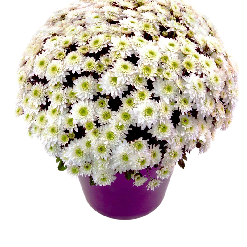 Хризантема мелкоцветная Blanchett White саженец горшечная Р7 (27188008)