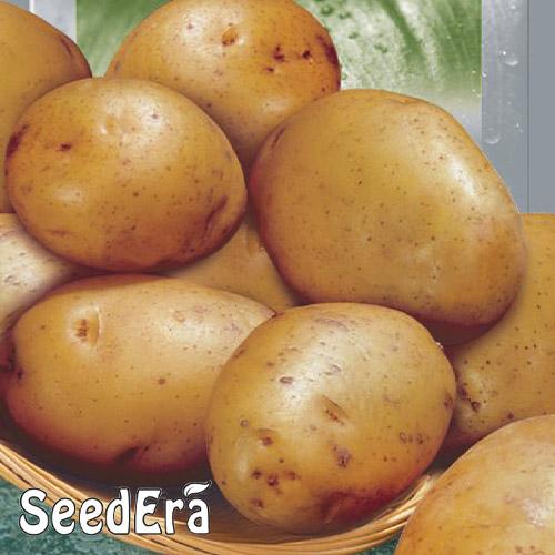 Семена картофеля Реванш (16857)