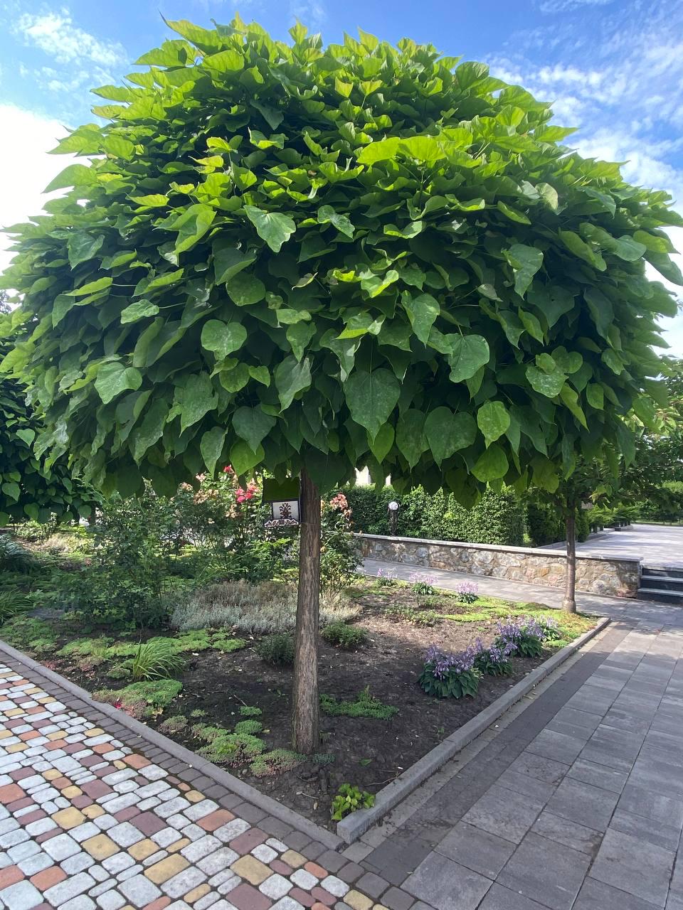 Саджанець Катальпи Нанана штамбі (12513481)