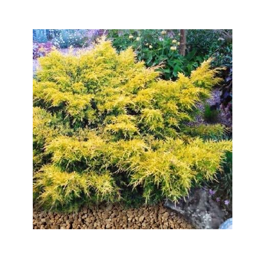 Можжевельник средний Сейбрук Голд 5 л