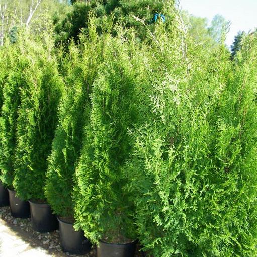 Саджанець туї західної Thuja occidentalis Smaragd 4-х річна С3 (1376877680) - фото 4