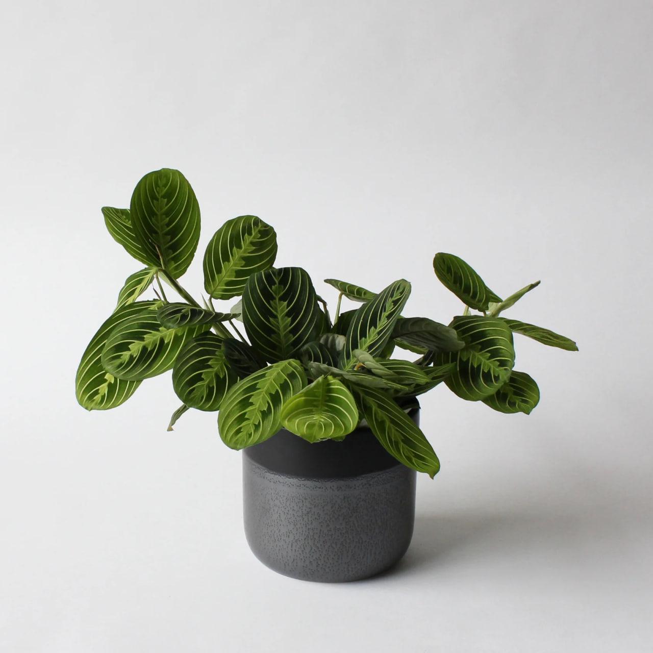 Маранта Лемон Лайм 12/25 см (28859172) Маранта Лемон Лайм 12/25 см (28859172)