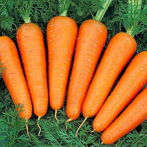Семена Морква Florium Канада (4871)