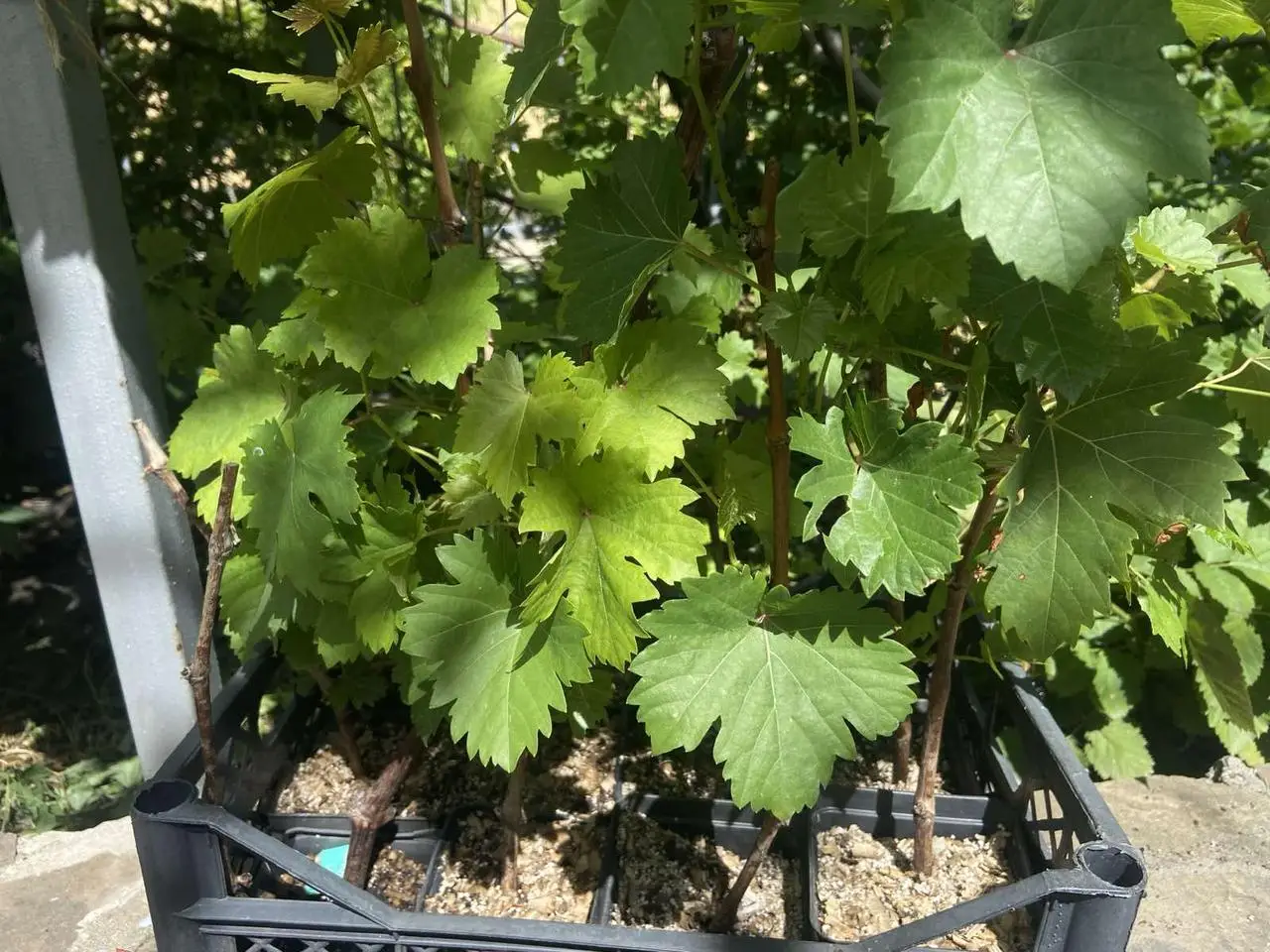 Растение уличное Костя Укорененные черенки винограда 9 л (29674579)