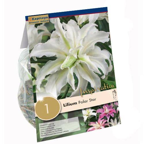 Лілія Florium Polar Star (13932)