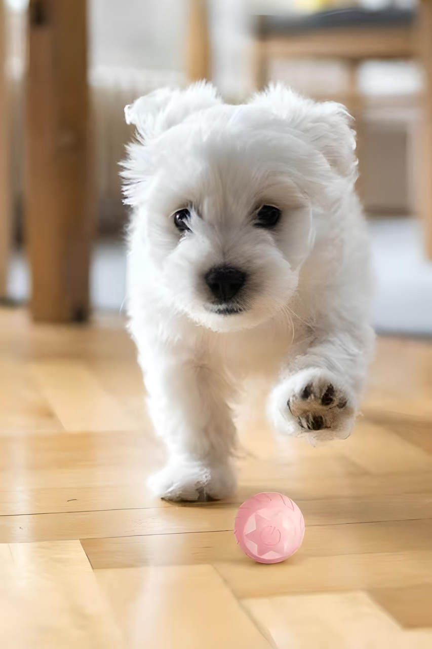 М'ячик кулька для котів USB smart зі світловою індикацією Rose (1920002721) - фото 8