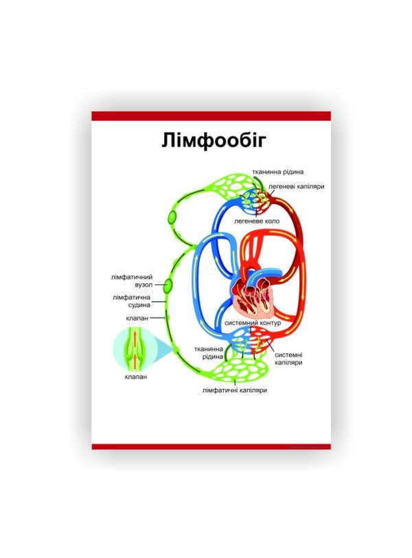 Плакат Vivay "Лимфообращение" 30х40 см (25764198)
