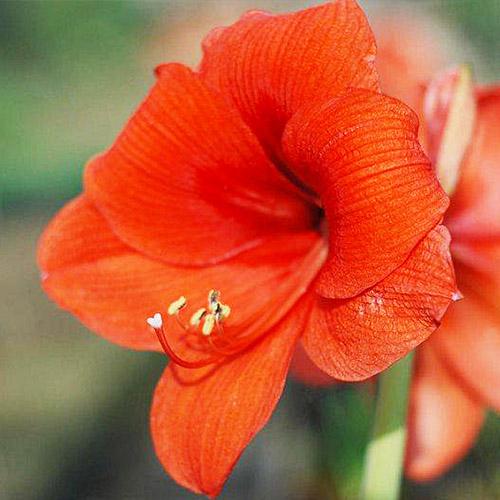 Амариллис Florium Gold Medal (15060) - фото 2 Амариллис Florium Gold Medal (15060) - фото 2