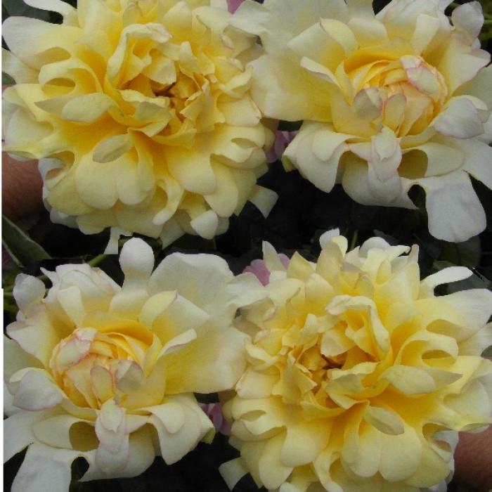 Роза Splendid Ruffles Флорибунда в контейнере (2669455784)