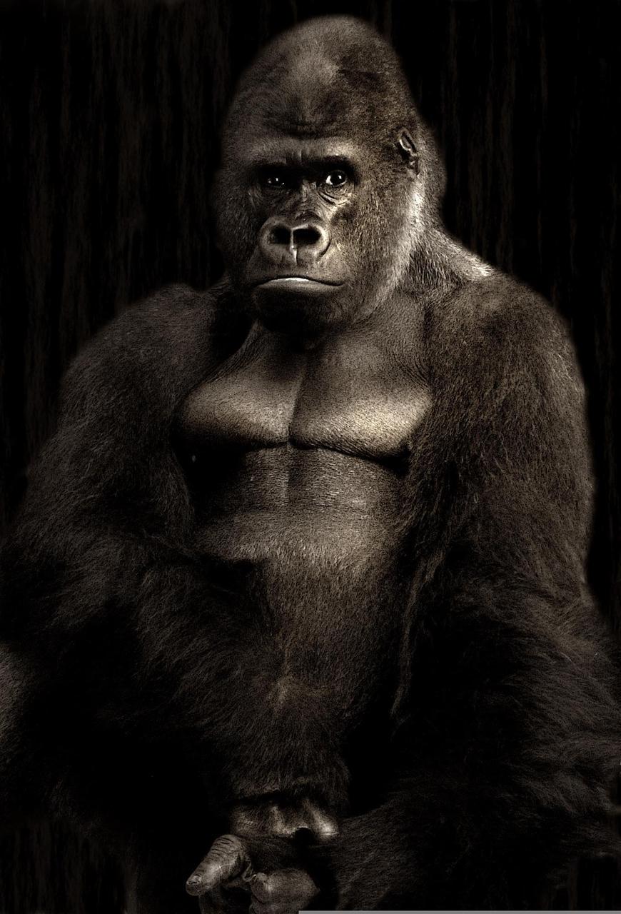 Картина на холсте Обезьяна 35x55 см (J148)