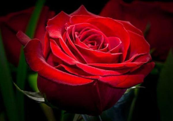 Картина по номерам Josef Otten Цветы Роза 40х50 см в термопакете (5739Y_O-mt)