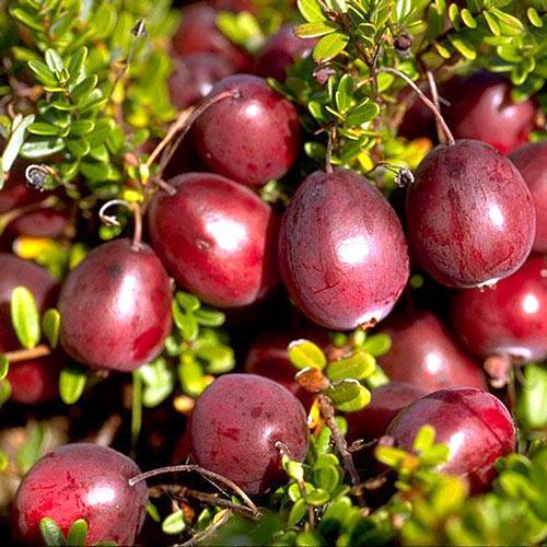 Саджанець журавлини Бен Лір рання темно-червона Р9 (644523600) - фото 2 Саджанець журавлини Бен Лір рання темно-червона Р9 (644523600) - фото 2