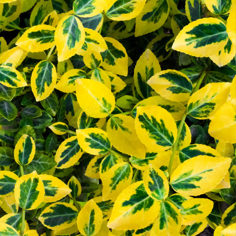 Бересклет Форчуна Emerald Gold Р9 (2669429262)