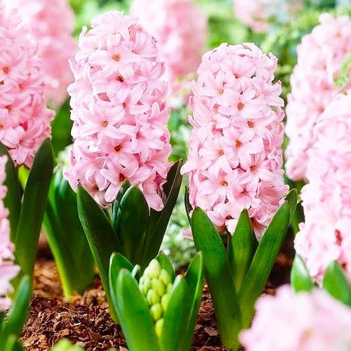 Гиацинт Florium Pink Surprise (15030)