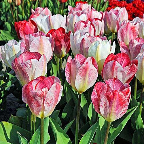 Тюльпан Florium Flaming Purissima (11102) - фото 3