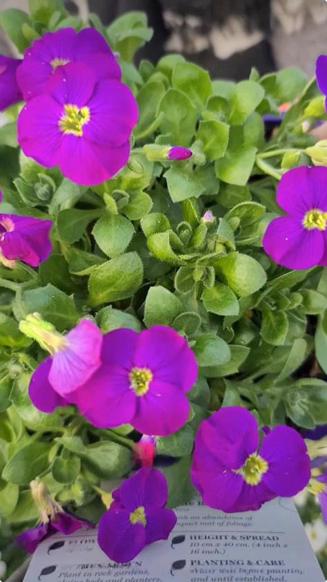 Саженец Обриета Кьянти Aubrieta Chianti 1 шт.