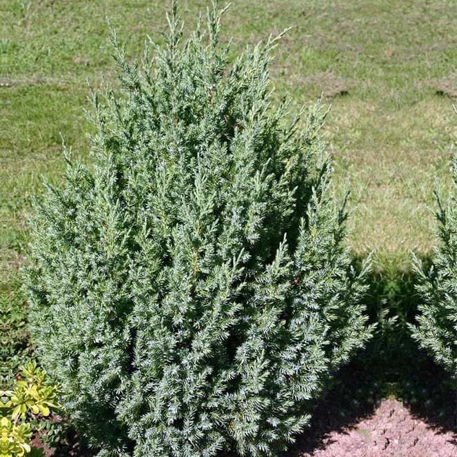 Саженец можжевельника китайского Juniperus chinensis Stricta Р9 (644889787) - фото 5 Саженец можжевельника китайского Juniperus chinensis Stricta Р9 (644889787) - фото 5