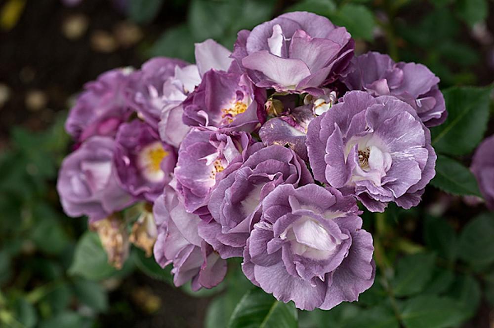 Троянда Blue for You Флорібунда (2669455783) - фото 5