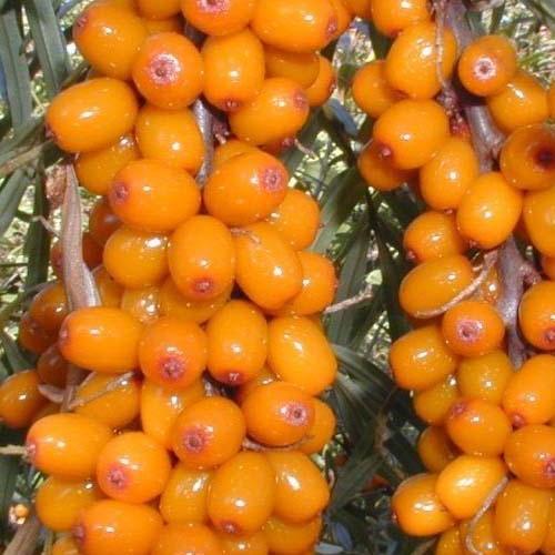 Саджанець Обліпиха Нівелена жіночий сорт середній термін дозрівання (101595) Саджанець Обліпиха Нівелена жіночий сорт середній термін дозрівання (101595)