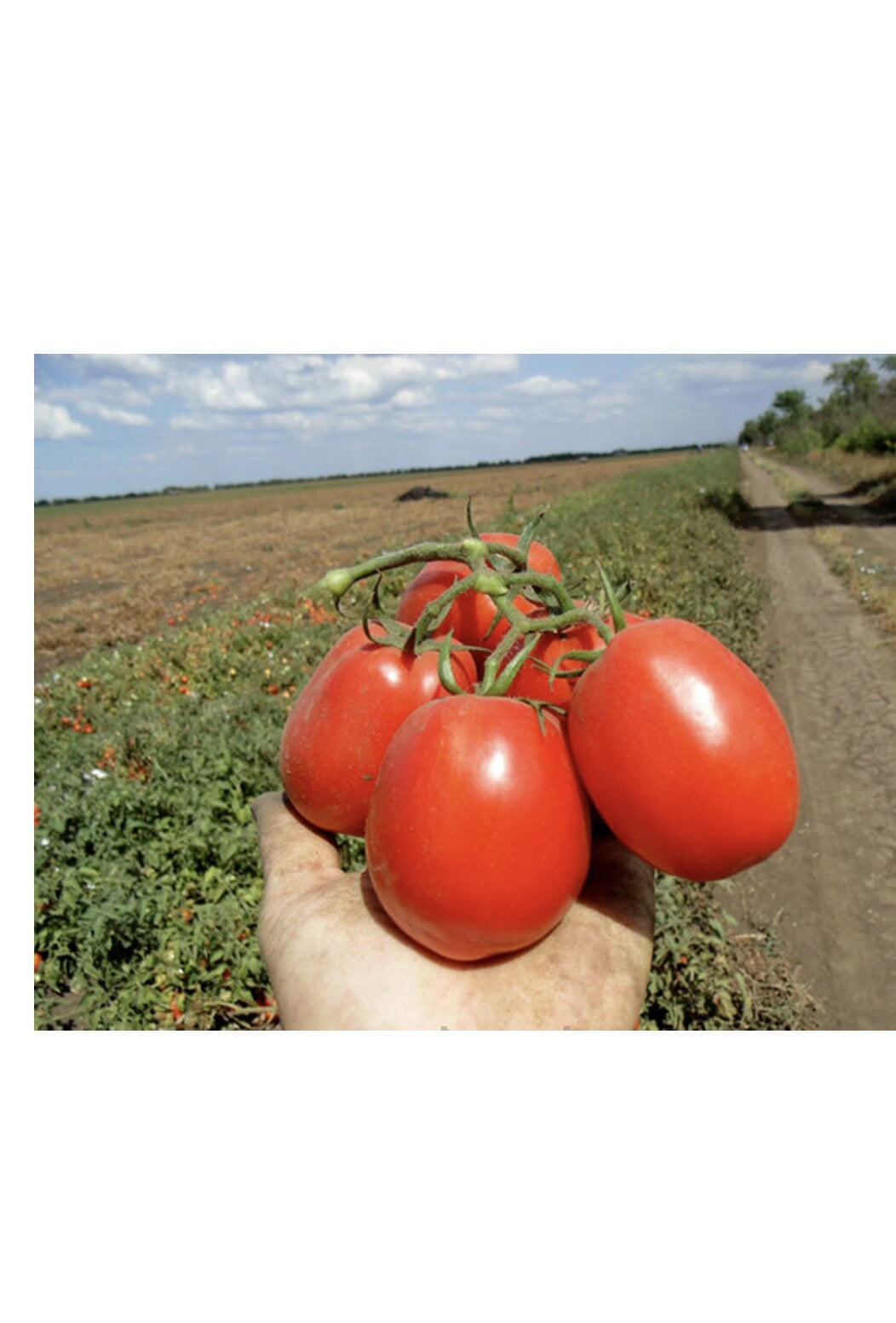 Насіння томату в/р Магма 20 г (38295513)