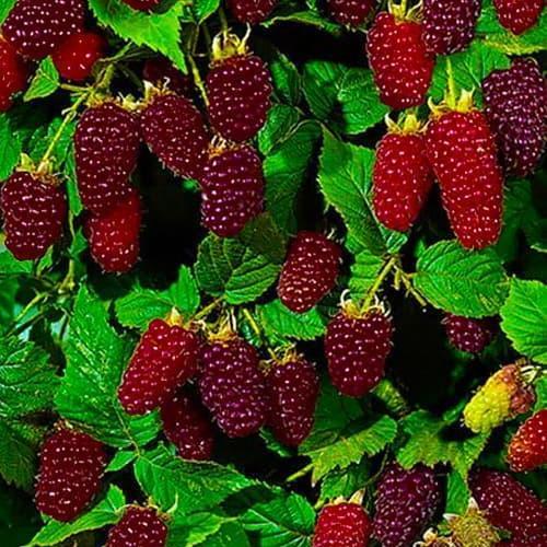 Саджанець Малинно - ожиновий гібрид Медана ранні терміни дозрівання (43048)