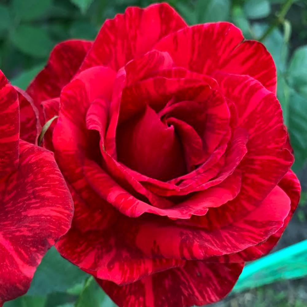 Саджанець чайно гібридних троянд Ред Інтуїшн (14965535)