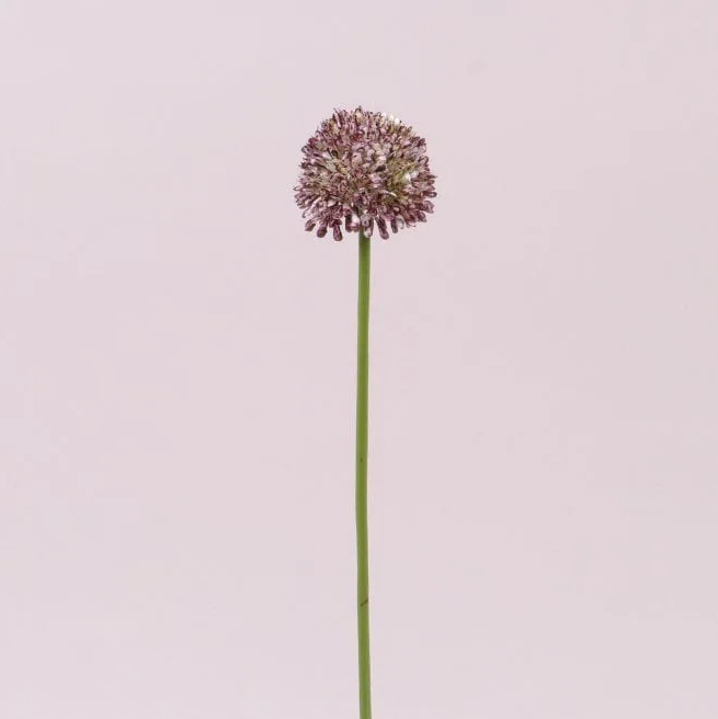 Цветок Чеснока Flora Бело-бордовый (72885)