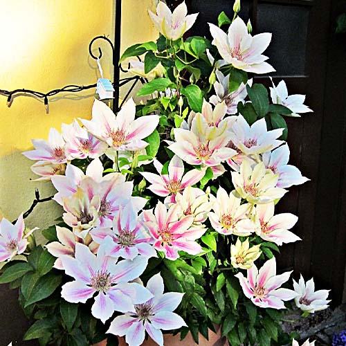 Клематис Fair Rosamond Florium - фото 3