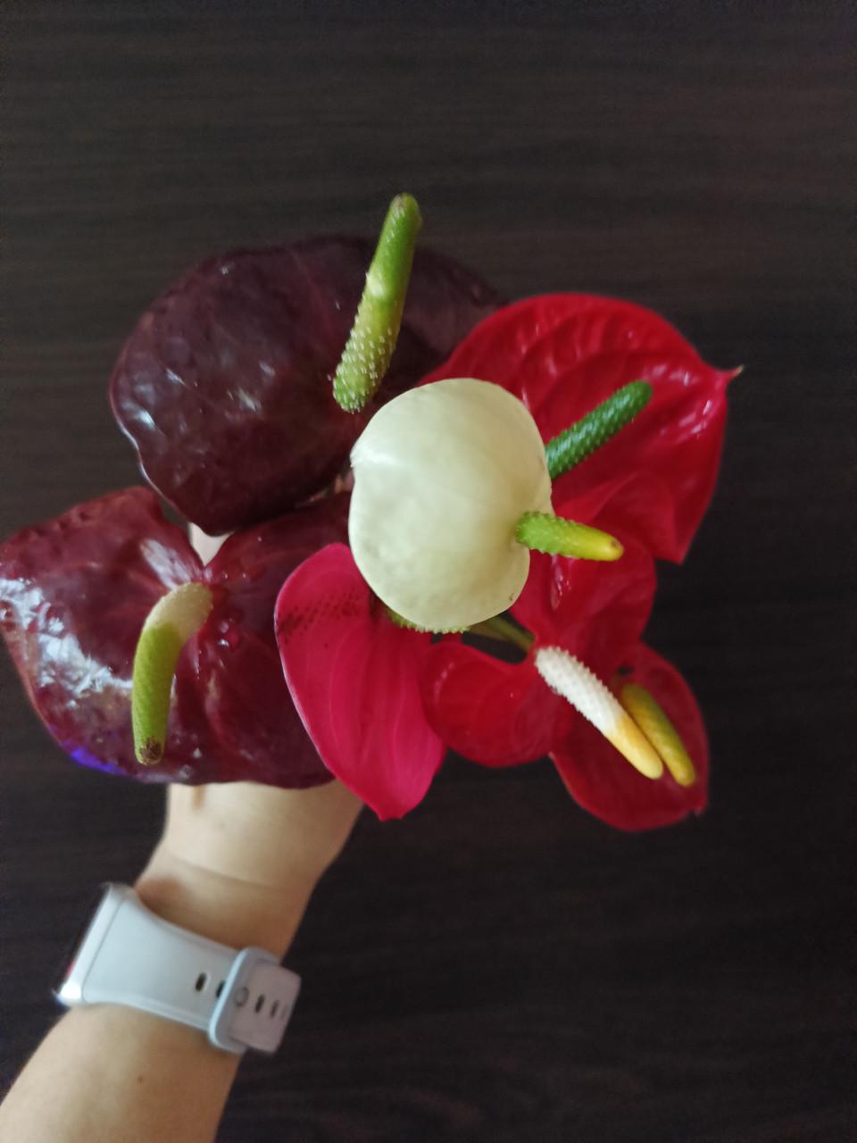 Торфосмесь для антуриумов и ароидных 3 л (2300677894) - фото 3