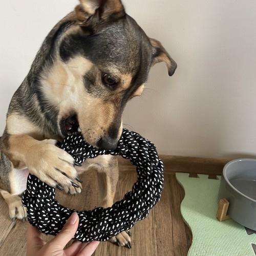 Набор игрушек для собаки Purlov 24388 10 шт. (27212345) - фото 7 Набор игрушек для собаки Purlov 24388 10 шт. (27212345) - фото 7